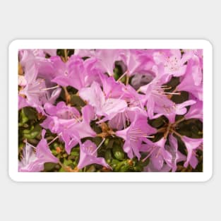 Pink Lilac Rhododendron Flowers Sticker